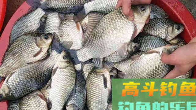 这些冬钓常识，老手必备，新手要学