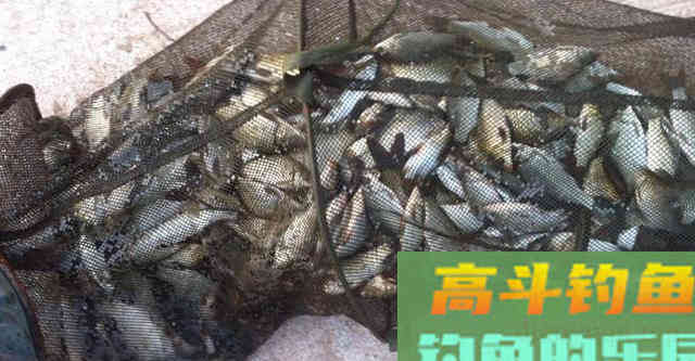 三样商品饵配比混合搭配，一下就爆护