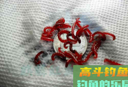 我极力推荐几种冬钓鲫鱼红虫挂法