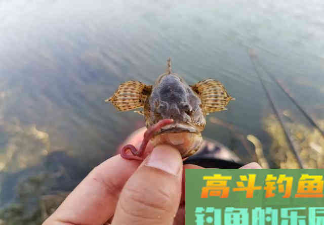 电过的地方，短时间作钓，只有2种对策方可一试