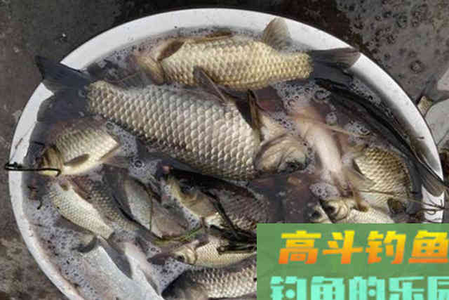 冬天无论在哪钓，只要换用这诱鱼八字诀，上鱼速度快