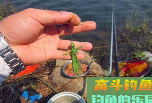 草鱼爱吃的饵料不在渔具店，而是在水边