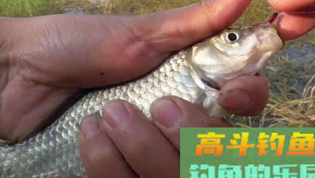饵料不好用，可能不是饵料的问题