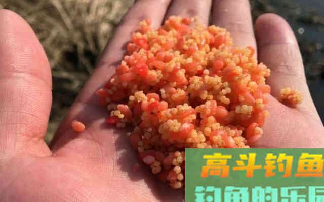 钓鱼用什么颜色的酒米？很多人都错了