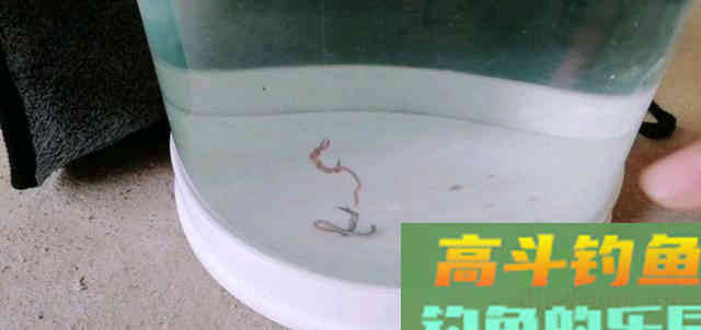 详解钩饵在水底常见的五种状态，一般钓友还真不知道
