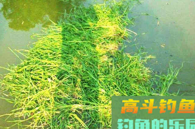 这4个问题您考虑了吗？请不要让打窝成为喂鱼