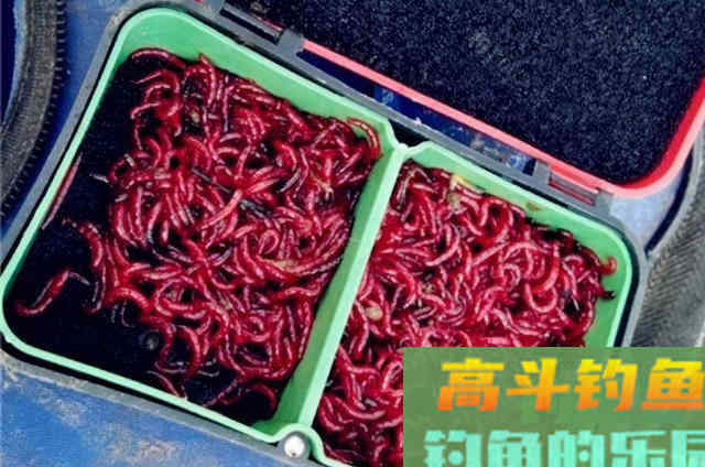 不是跟你吹，这两种饵比商品饵强多了