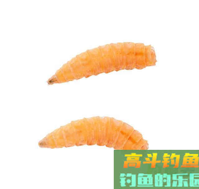 看起来让人作恶，但却是钓鱼的好饵料