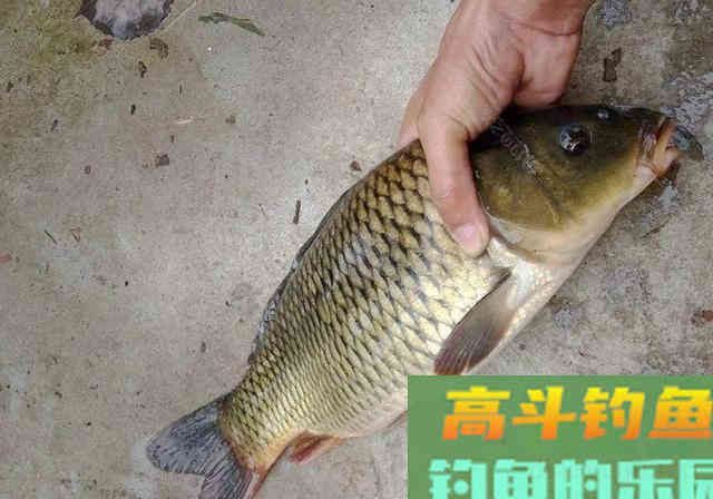 鲤鱼饵料别买了，大蒜螺肉加这几种料，自个也能做出来