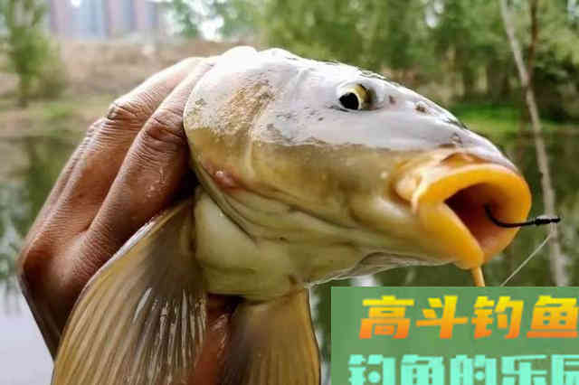 一提鲤鱼就想钓，殊不知这3个用饵套路才是连竿的关键