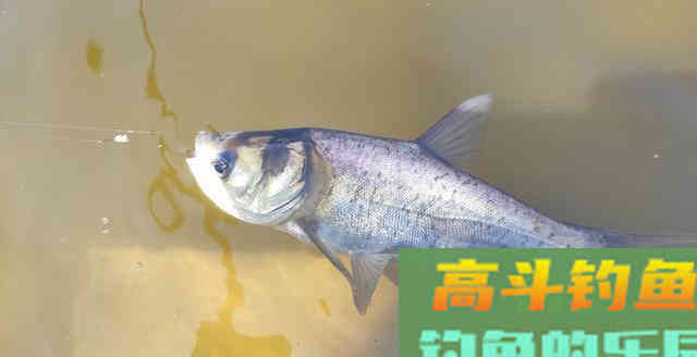 散炮才是野钓神饵！一旦掌握核心技巧，狂口不再难