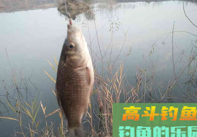 野钓鲫鱼，用对饵料钓到鱼并不难，附自制饵料过程