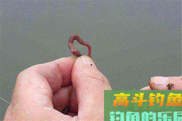 同样是蚯蚓做饵料，为何收获的差异巨大