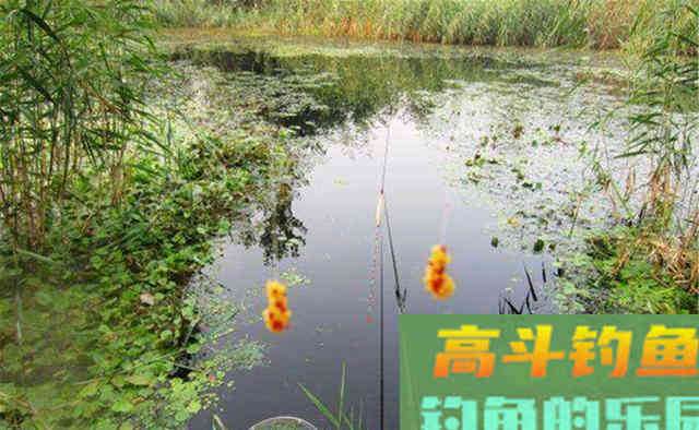 民间蘸饵钓技巧：蘸粉、蘸颗粒、蘸液体