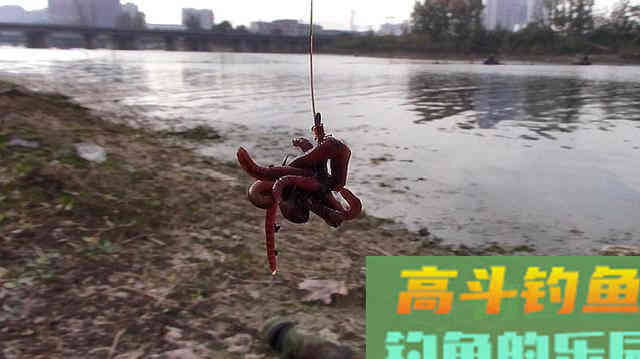蚯蚓挂法还能影响中鱼率？别不信，蚯蚓挂的好确实中鱼率高