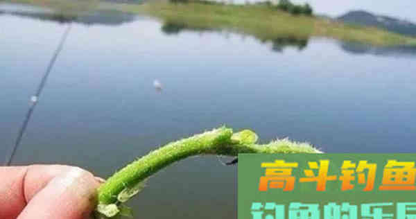 随处可见的天然钓饵被忽视，用好它们何愁草鱼钓不到