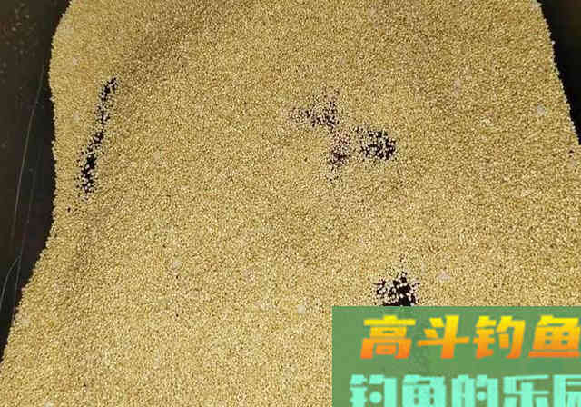 虫咬的小米不要扔，拿来做成酒米