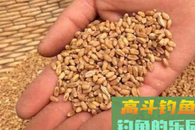 到了伏天，这类饵料才最实用