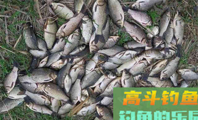 冬季钓鱼，打窝之前做这步，加速发窝