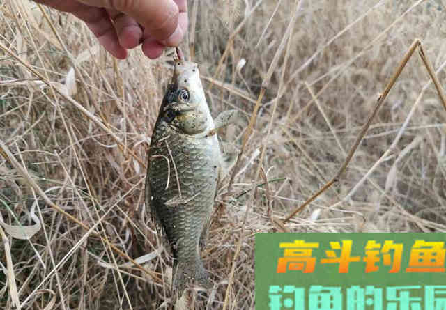 ​渔具店销量火爆的“三色米”，其实做法很简单