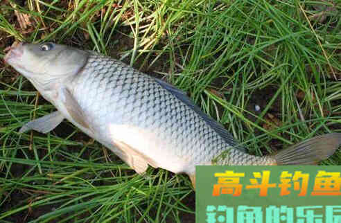 秋冬钓鲤鱼用什么饵料好？高手用了6年的钓鲤配方