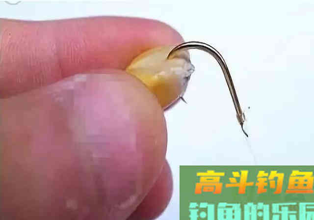 朋友给了一套饵料配方，半天渔获33斤