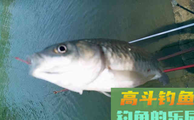 大爷就是大爷，为了钓鱼发大价钱自制饵料