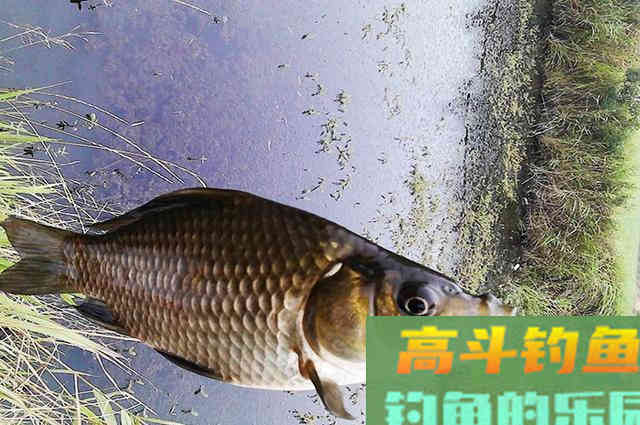 立秋后钓鲫鱼，推荐试试这款秘制饵料