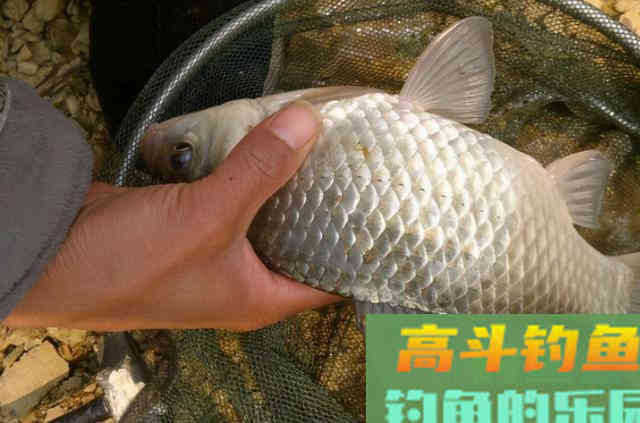 这特效鲫鱼饵，一般人我不说