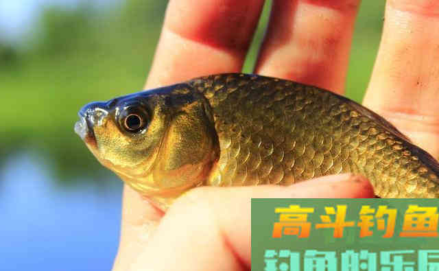 你认为鲫鱼爱吃腥饵？错了！大错特错！鲫鱼爱吃的味型是它