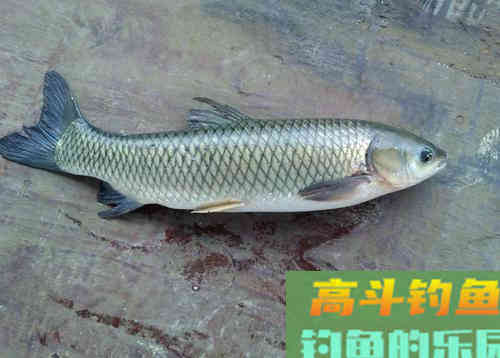 新鲜的嫩韭菜，只要这样处理，大草鱼成群进窝给口