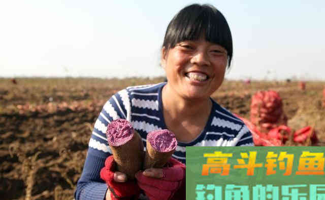 它才是钓鲤鱼的最佳天然饵