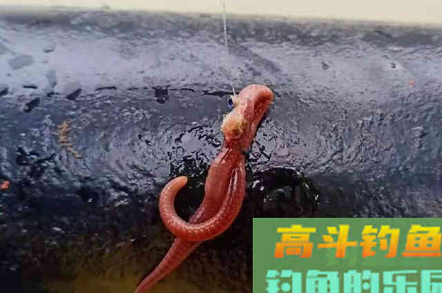 守钓半天，浮漂还是纹丝不动，谁料我用了这狠招