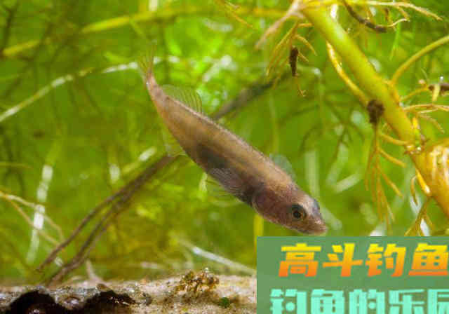 鱼总咬上钩，是因为下钩陷入酱层？钓钝就是新手？别被忽悠了