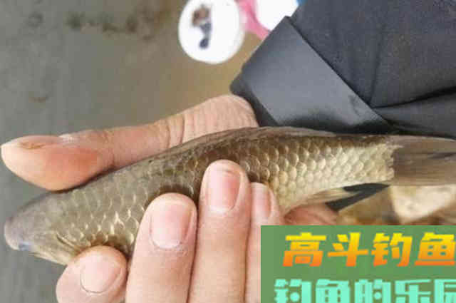 自从有了这窝料，不管在哪钓，大板鲫接二连三的上