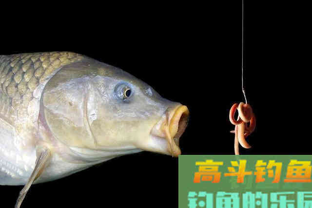 同样都是用蚯蚓，为何有人连竿连到手软，有人颗粒无收