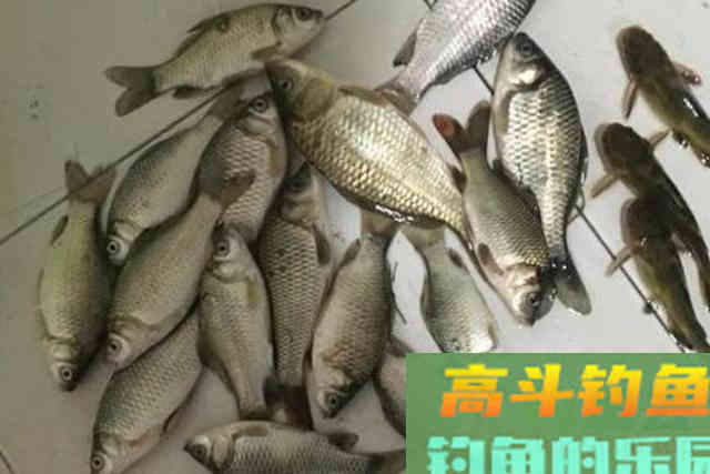 有鱼咬钩，却总是钓不上来？二十年老司机道破真相