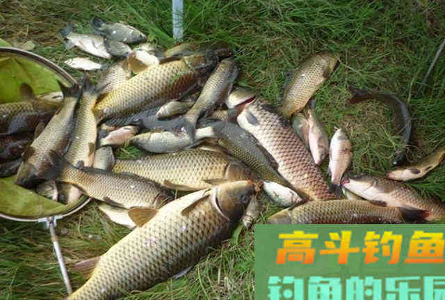注意8个细节，用好玉米粒钓浮，堪称草鱼、翘嘴的克星