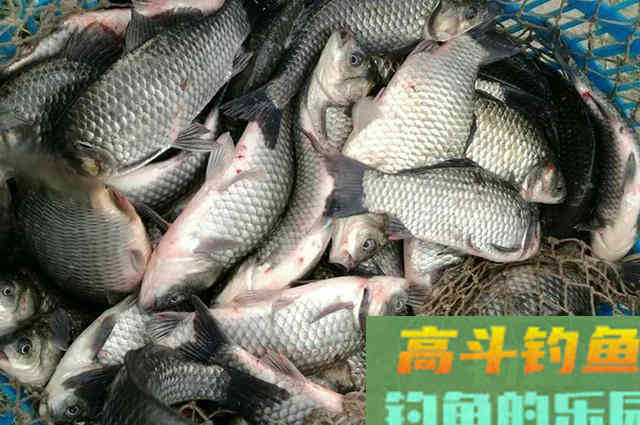 蓝鲫“蘸”着用，钓鱼效果远比拉着用强