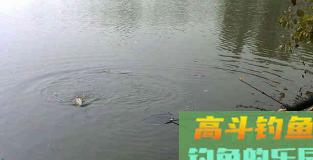 什么时候钓底什么时候钓浮？老钓友告诉你