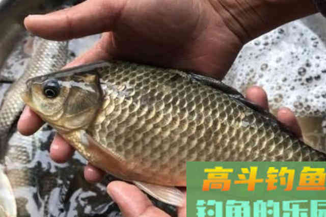 冬天冷，开出的饵料无鱼吃？牢记这五字，大板鲫随你钓