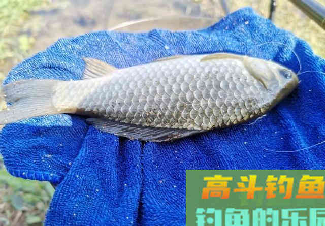 自制钓鱼小药香虎酒，仅需2种材料