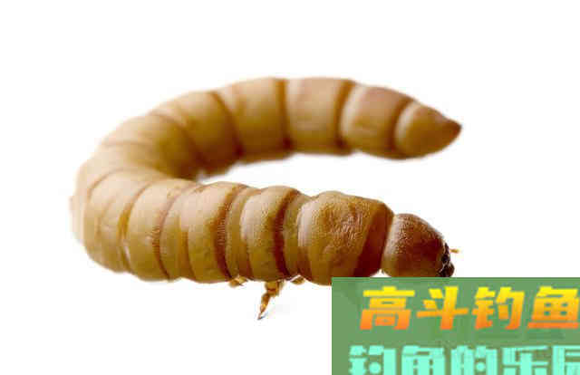 看起来让人作恶，但却是钓鱼的好饵料