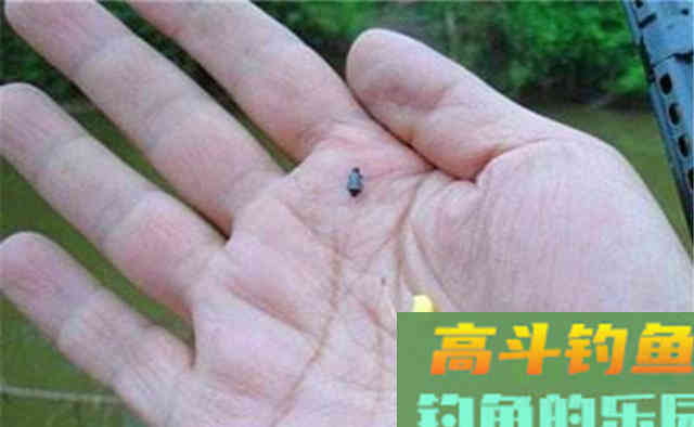 用饵的最大误区：只注重了味型，忽略了饵料颜色