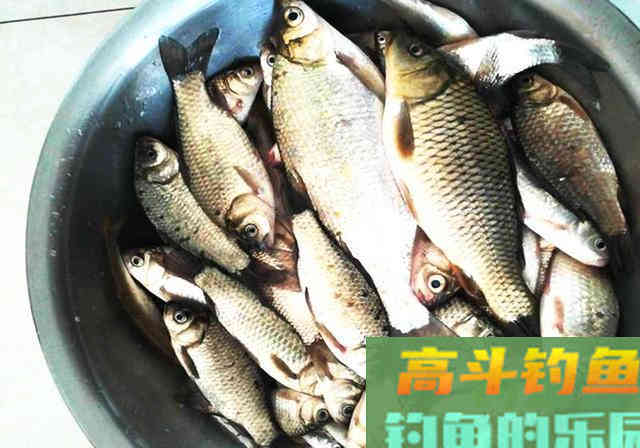 突发奇想，用水果做窝料，半日渔获11斤，适合高温天使用