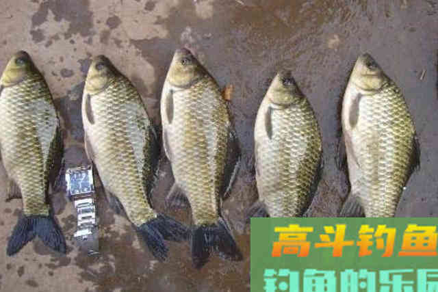 刚补完窝就没口，二十年老钓手倾囊相助