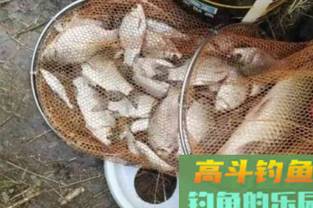 据说这窝料大有来头，刚一入板鲫就连杆