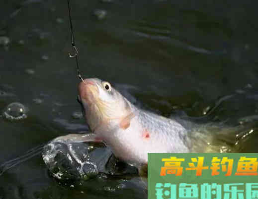 红虫钓的鱼，人可正常食用！不要再盲目听信红虫对人体有害