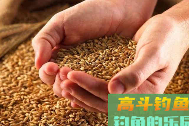 鲫鱼越大就越喜欢吃这饵，简单实用又省钱