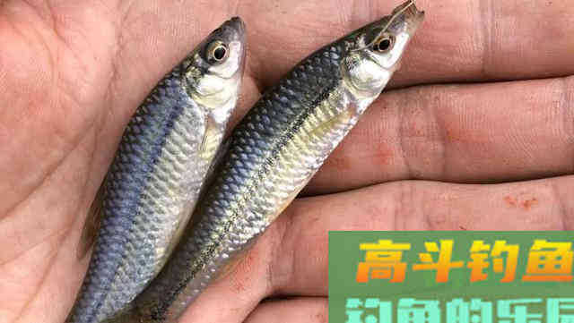 这十二种分析，看懂弄明白，超准抓口
